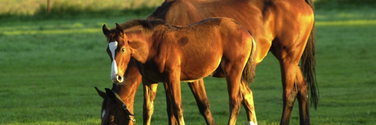 Foto: Stadt Harsewinkel