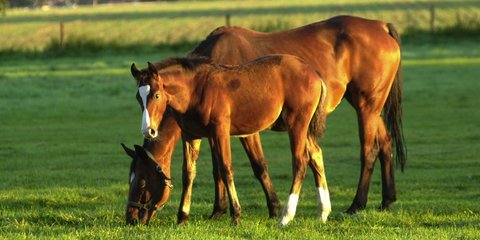 Harsewinkel 3  nur prowi