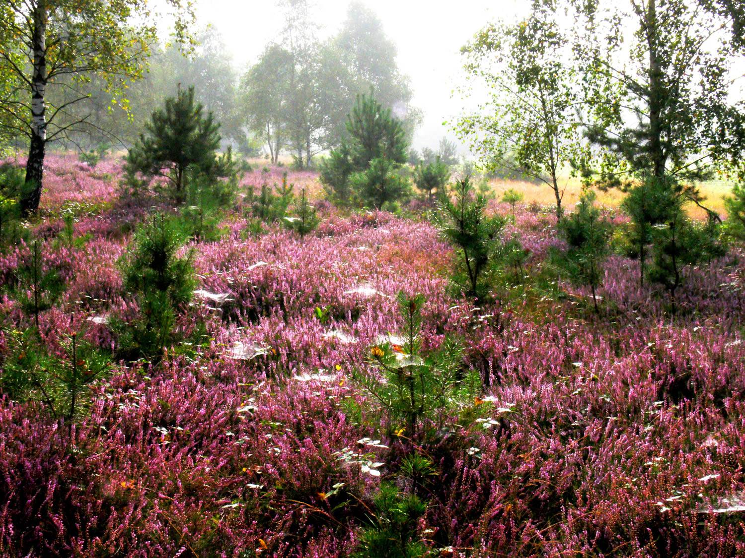 Heidewanderung Senioren