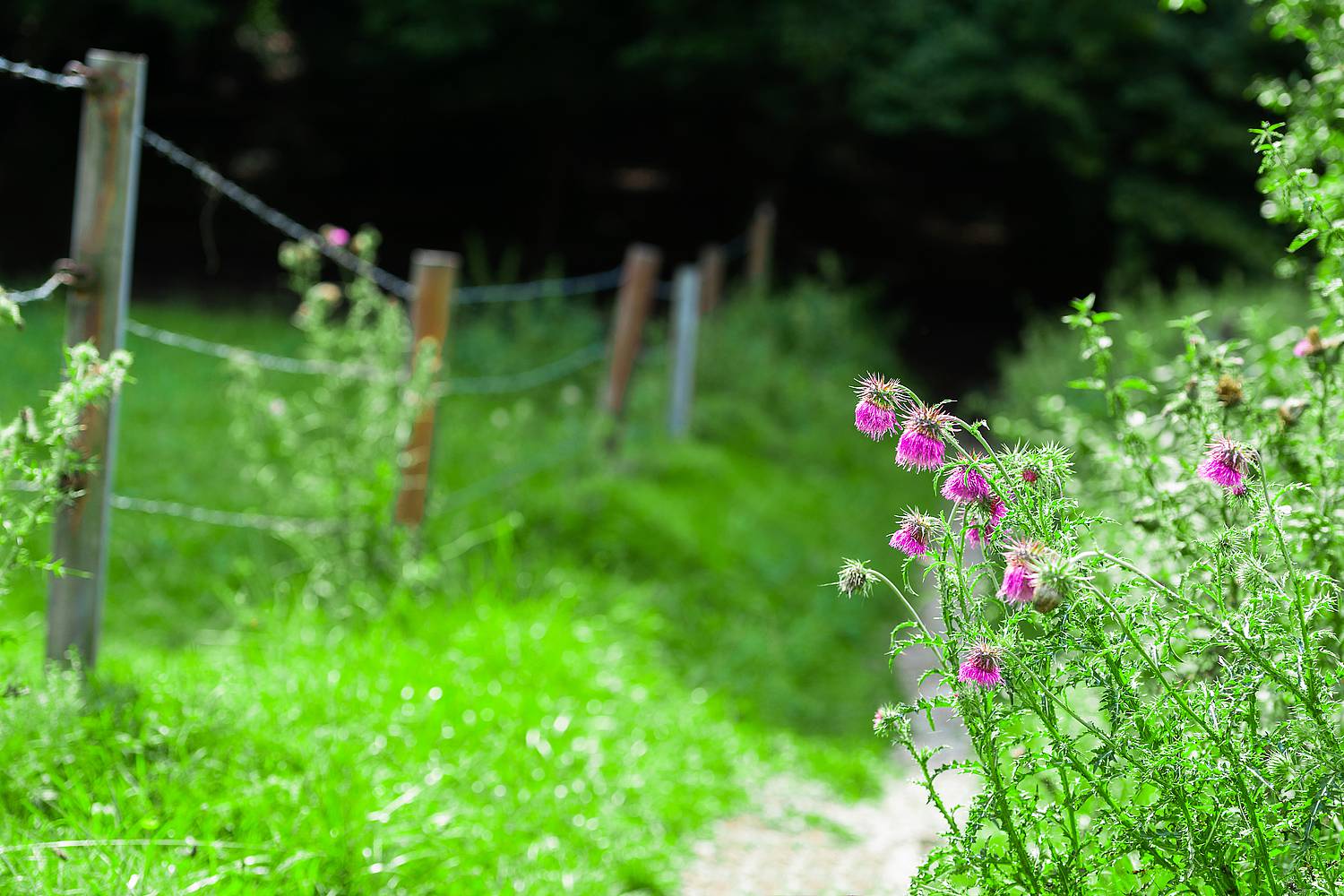 Harsewinkeler Weg allg.