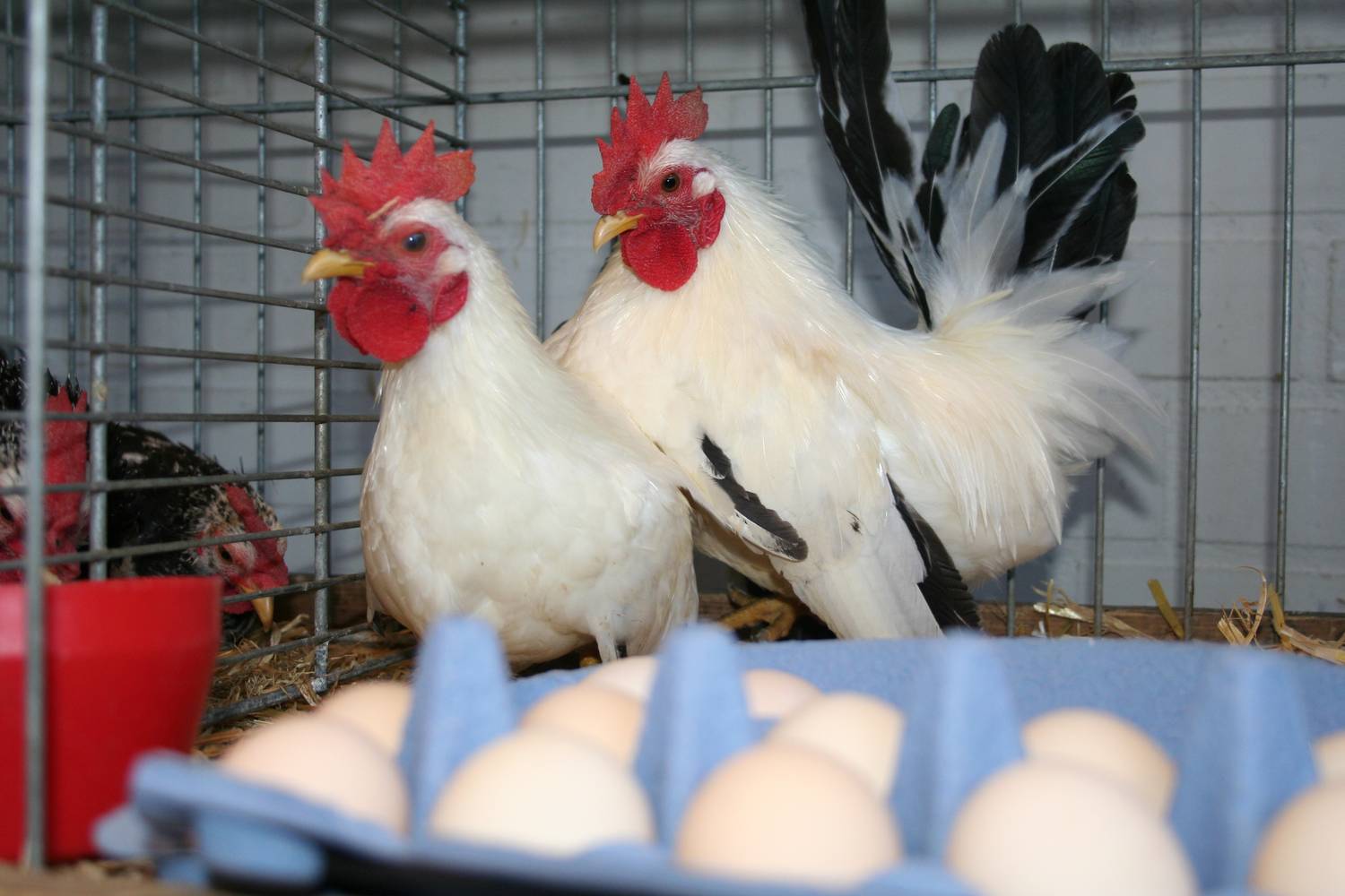 Hobbymarkt Kaunitz Verl