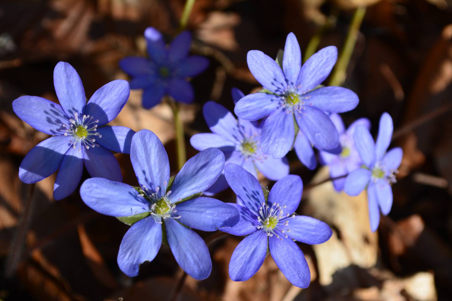 Leberblümchen-Wanderung