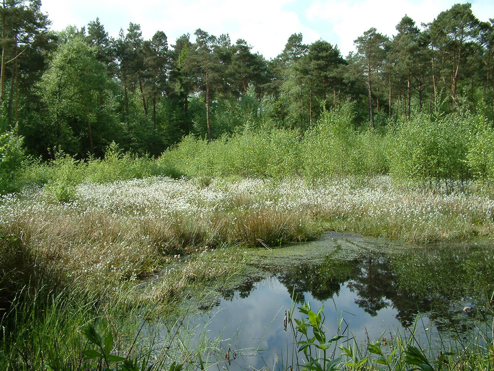 Naturschutzgebiet Hühnermoor