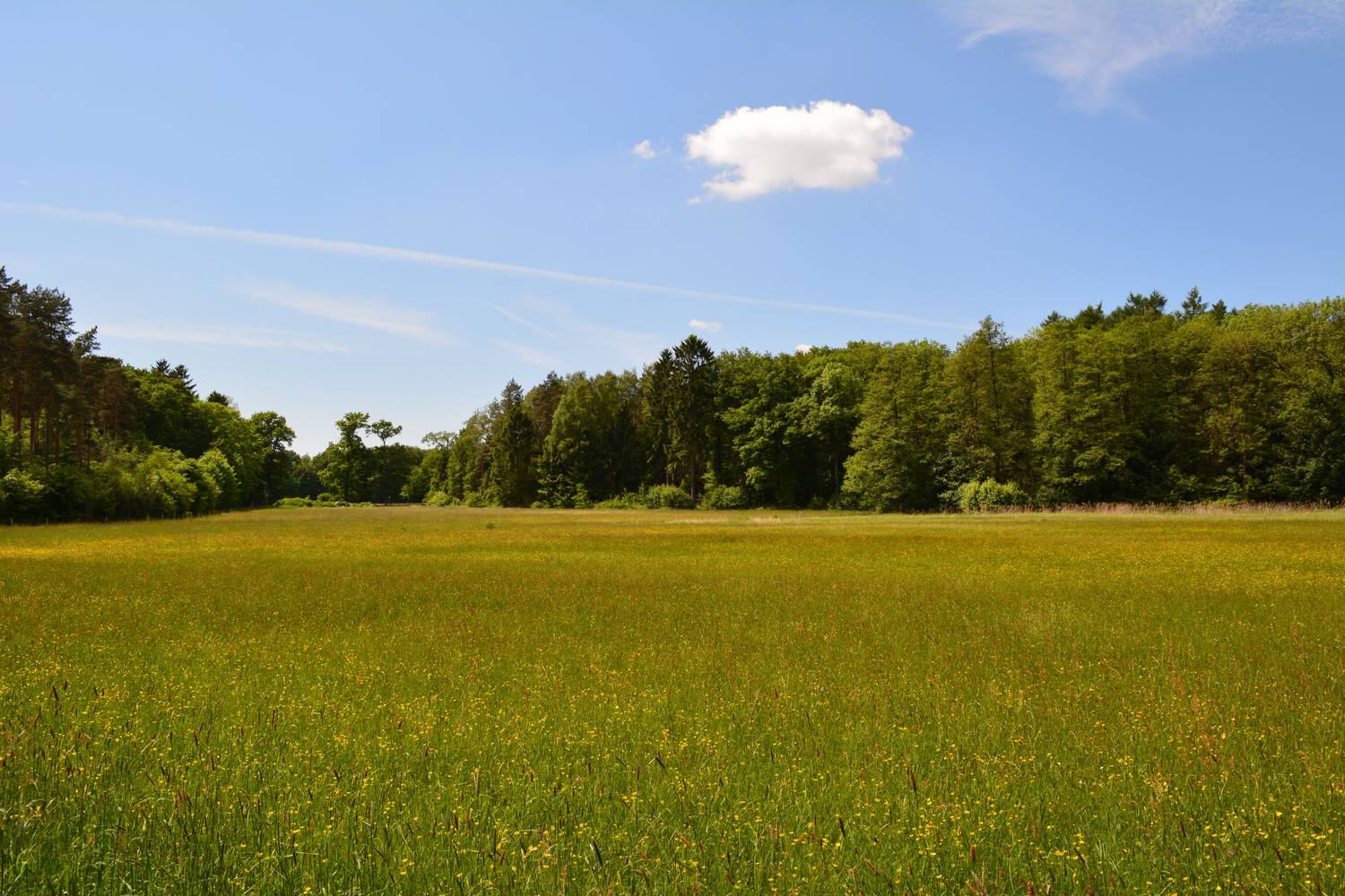 Als Bischof hin - als Mönch zurück