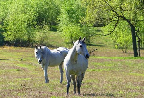 Senner Pferde im Wildweideprojekt
